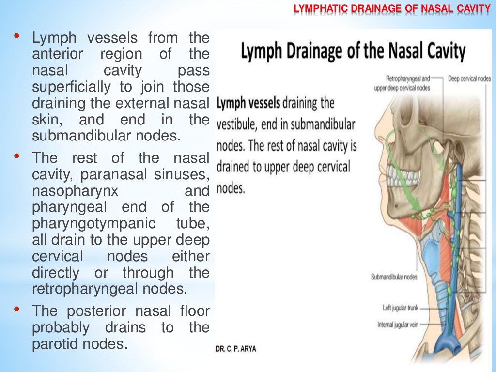 lymphatic drainage of head and neck by dr cp arya bsc bds mds pms rntcp 44 1024