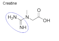 Creatine3