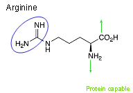 arginine2