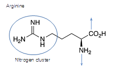 arginineNcluster2