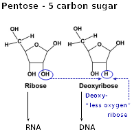 Pentose Ribose Deoxyribose5