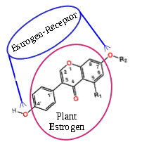 Phyto estrogen Mailbox3