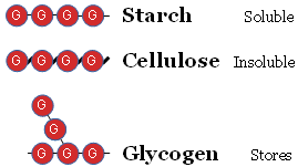 starch cellulose glycogen6