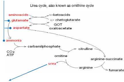 ureacyclereducedwidth